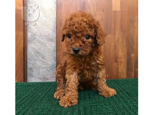PoulaTo: Κόκκινα παιχνίδια κουτάβια Poodle
